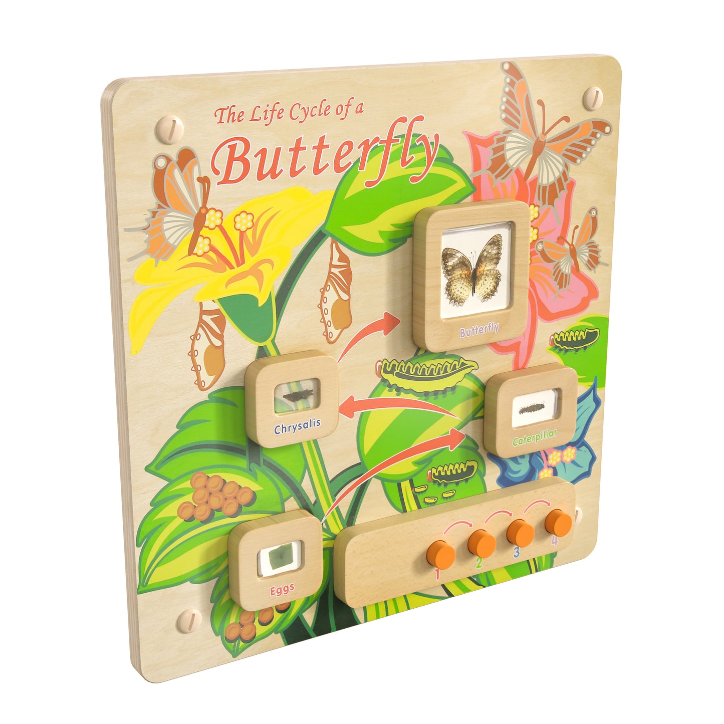 Bright Beginnings Commercial Grade STEAM Wall Activity Board with Natural Finish and Multicolor Accents, Butterfly Life Cycle Beech