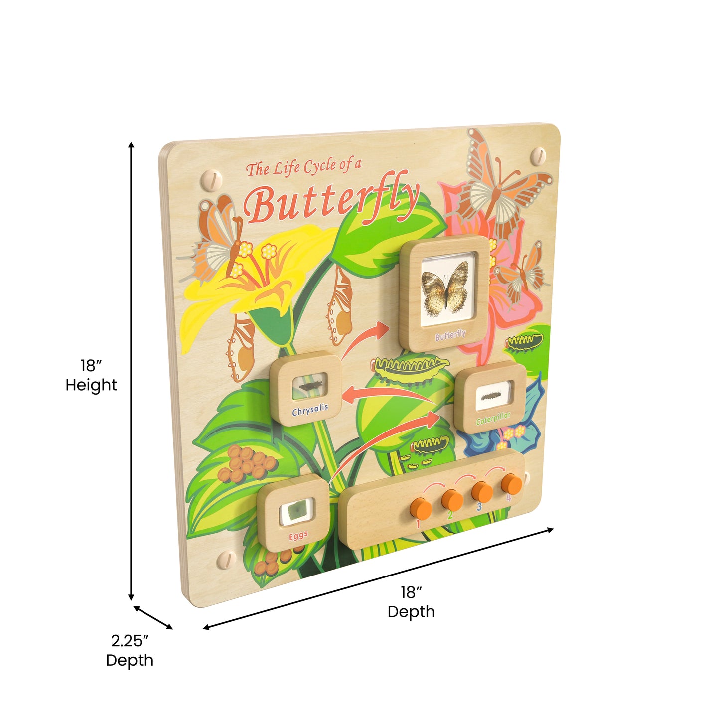 Bright Beginnings Commercial Grade STEAM Wall Activity Board with Natural Finish and Multicolor Accents, Butterfly Life Cycle Beech