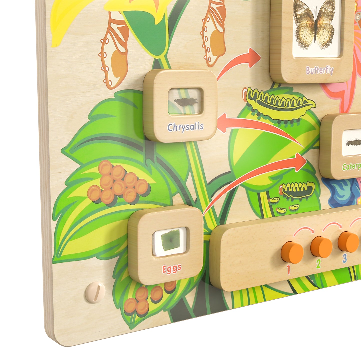 Bright Beginnings Commercial Grade STEAM Wall Activity Board with Natural Finish and Multicolor Accents, Butterfly Life Cycle Beech
