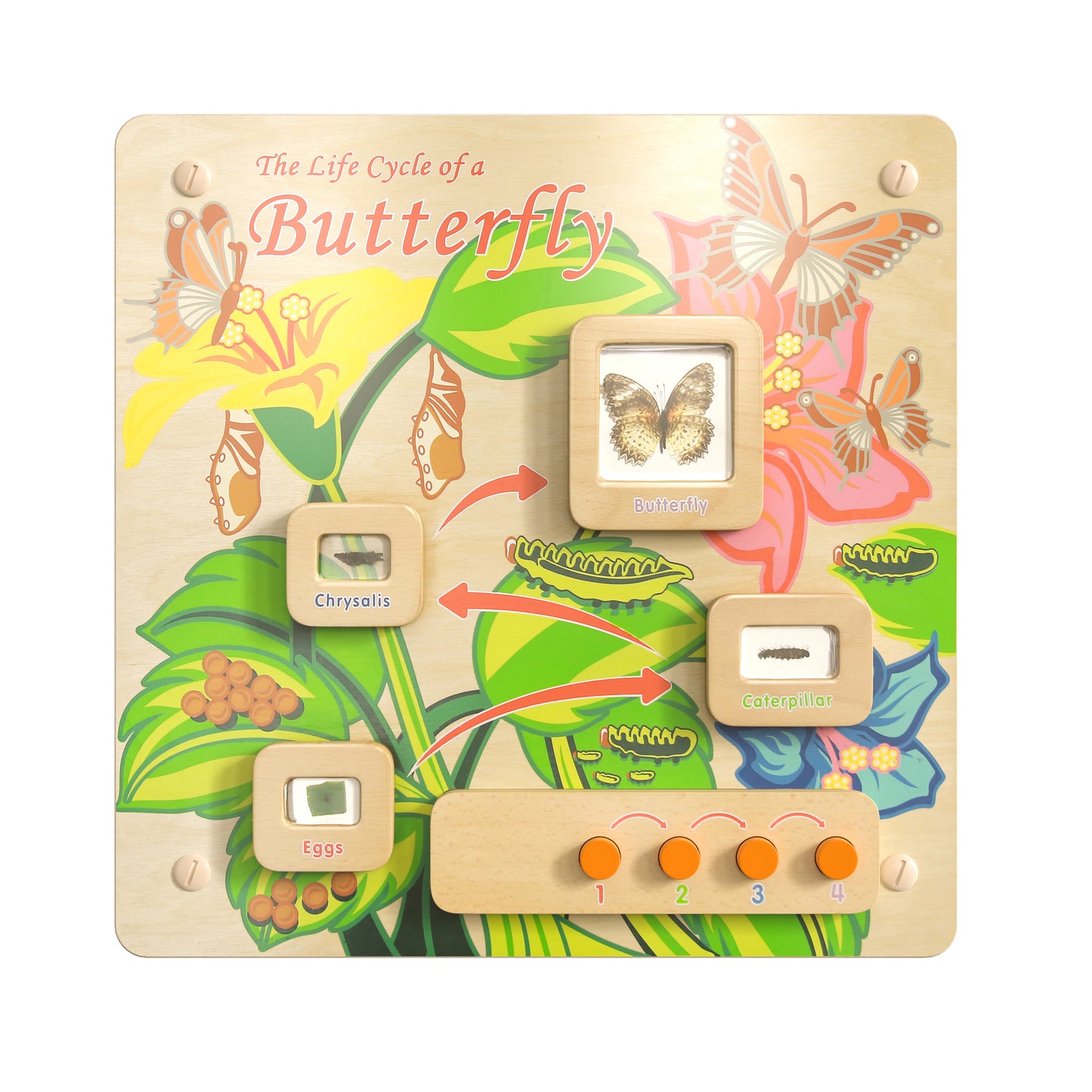 Bright Beginnings Commercial Grade STEAM Wall Activity Board with Natural Finish and Multicolor Accents, Butterfly Life Cycle Beech