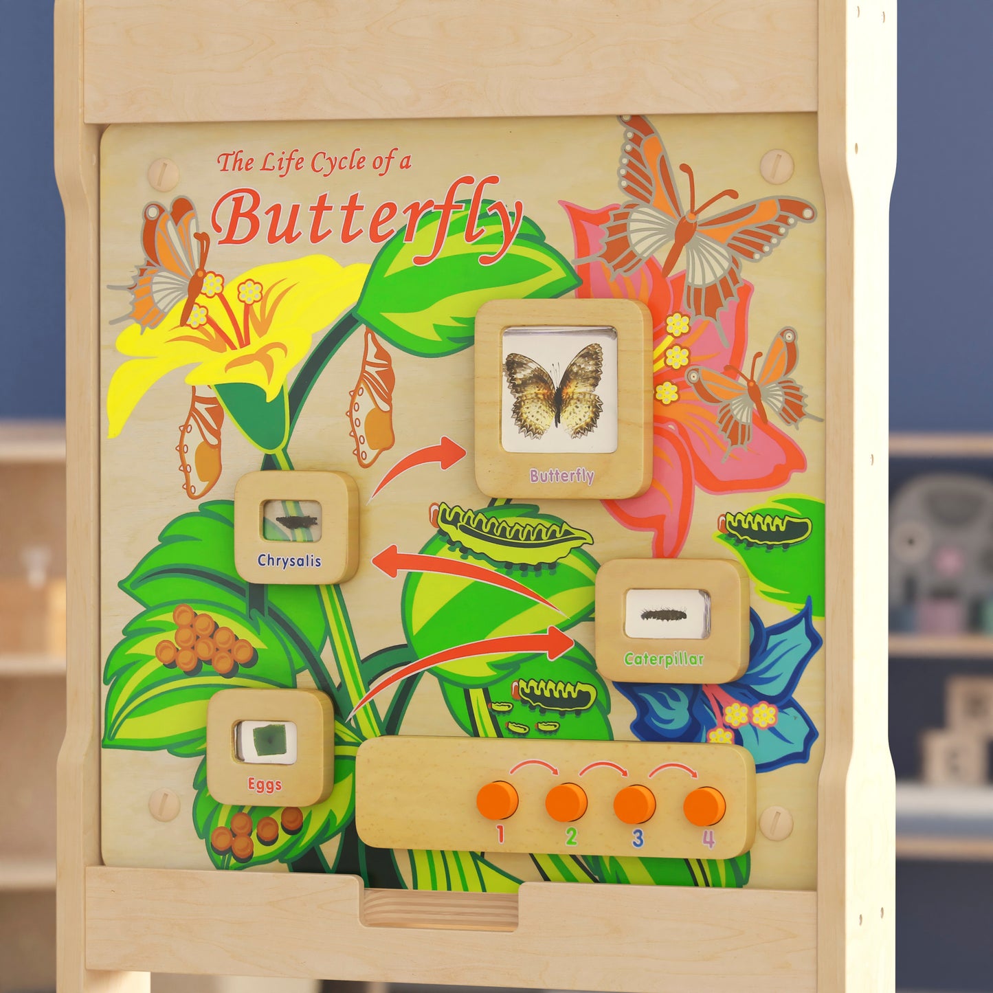 Bright Beginnings Commercial Grade STEAM Wall Activity Board with Natural Finish and Multicolor Accents, Butterfly Life Cycle Beech