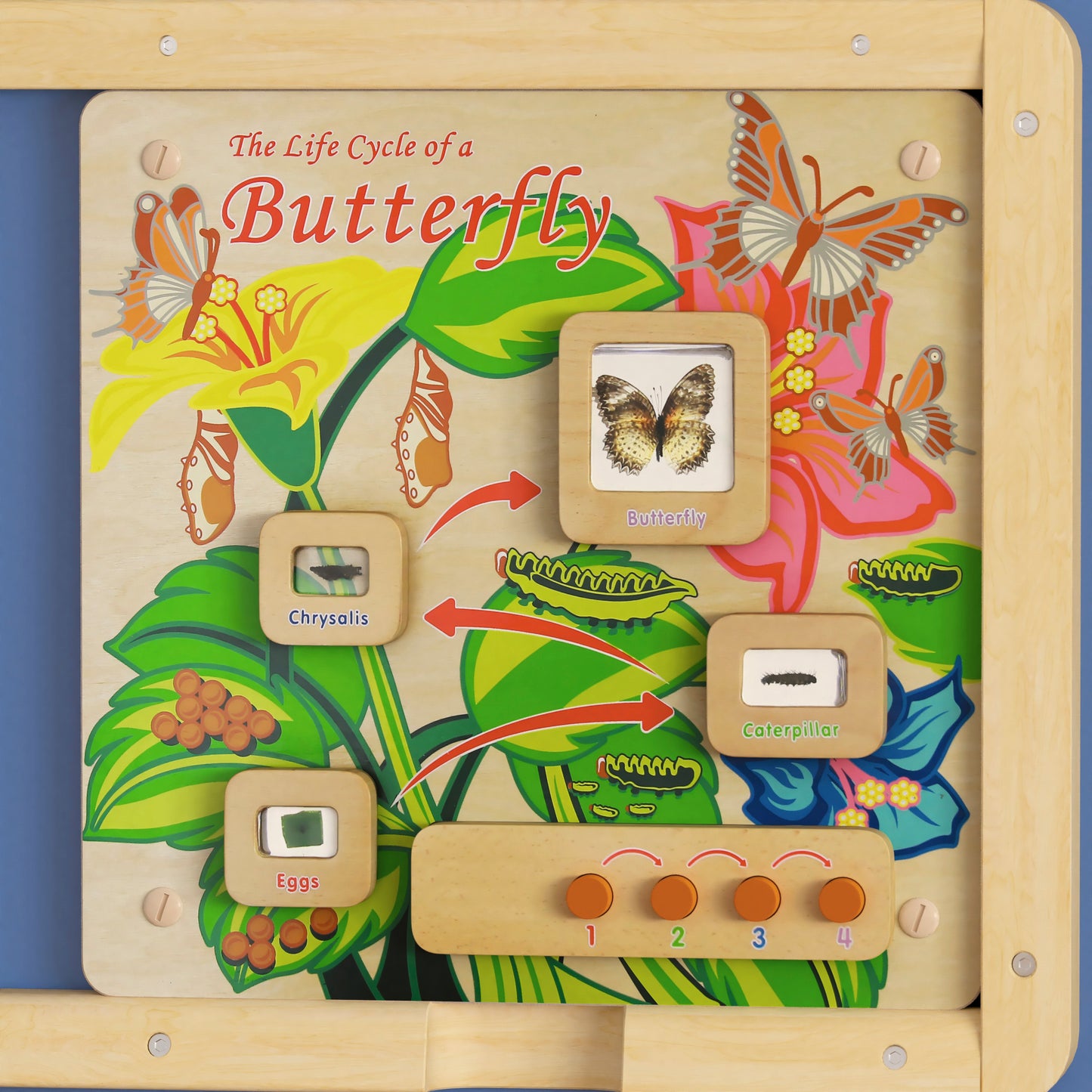 Bright Beginnings Commercial Grade STEAM Wall Activity Board with Natural Finish and Multicolor Accents, Butterfly Life Cycle Beech